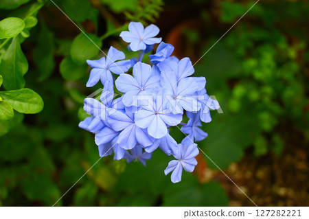 初夏藍色茉莉花 127282221