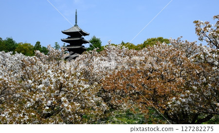 Five-story pagoda and Omuro cherry blossoms at Omuro-Ninna-ji Temple 127282275