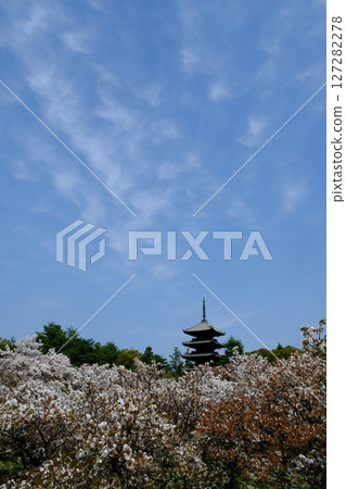 Five-story pagoda and Omuro cherry blossoms at Omuro-Ninna-ji Temple Five-story pagoda and Omuro cherry blossoms at Omuro-Ninna-ji Temple 127282278