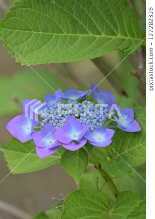 含水的水合物在雨中濕潤 含水的水合物在雨中濕潤 127282326