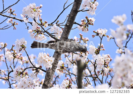 A brown-eared bulbul sucking cherry blossom nectar 127282385