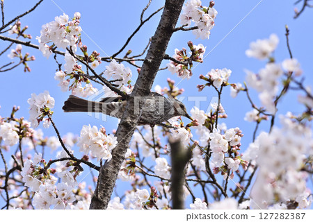 A brown-eared bulbul sucking cherry blossom nectar 127282387