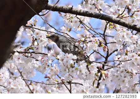 A brown-eared bulbul sucking cherry blossom nectar 127282393
