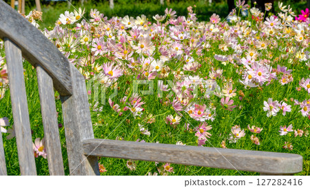 俯瞰長椅的秋季波斯菊花田 127282416