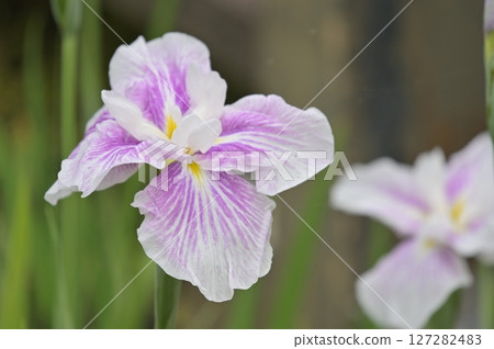 Pretty flowers 127282483