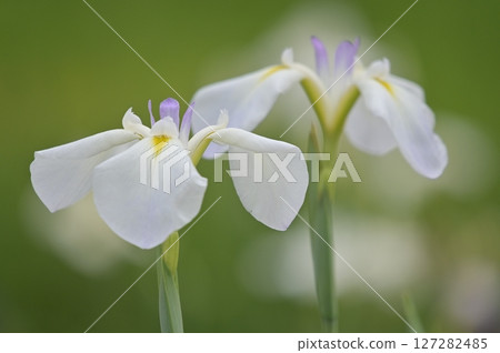 White irises 127282485