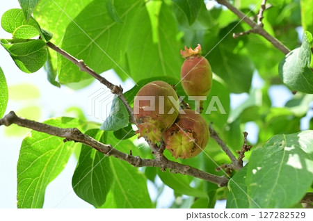 日本月桂樹(Prunus persica)的果實 日本月桂樹(Prunus persica)的果實 127282529