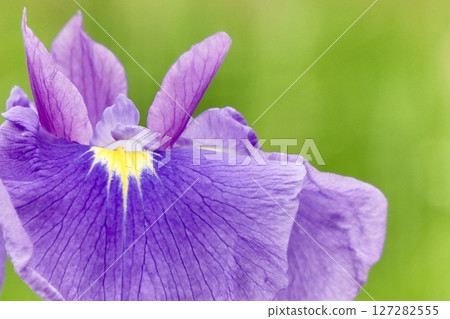 Beautiful purple flowers blooming in early summer, Japanese iris, on a soft green background 127282555