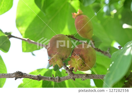 The fruit of the Japanese laurel tree (Prunus persica) 127282556