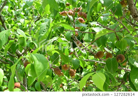 日本月桂樹(Prunus persica)的果實 日本月桂樹(Prunus persica)的果實 127282614