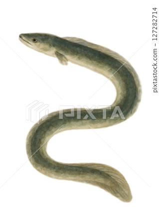 水彩鰻魚插圖 127282714