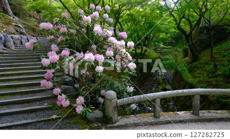 Rhododendrons blooming at the Sengyokukan canal of Tofukuji Temple 127282725