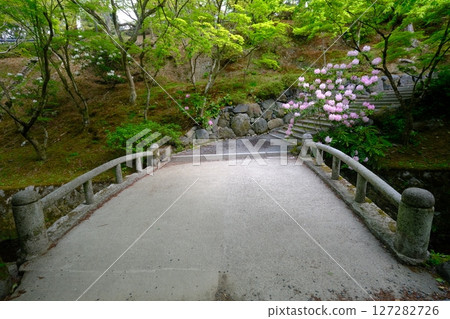 Rhododendrons blooming at the Sengyokukan canal of Tofukuji Temple 127282726