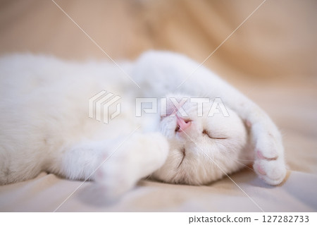 便盆壞貓 127282733