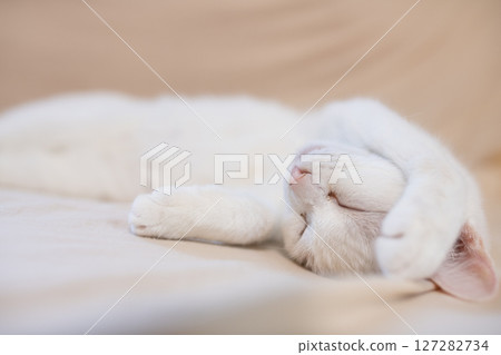 便盆壞貓 127282734