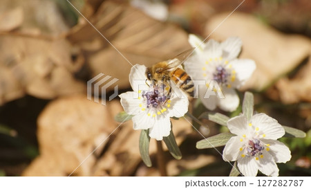 一隻吸食蜂蜜的蜜蜂 127282787