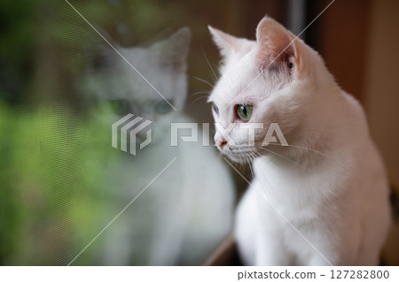 White cat looking out the window 127282800