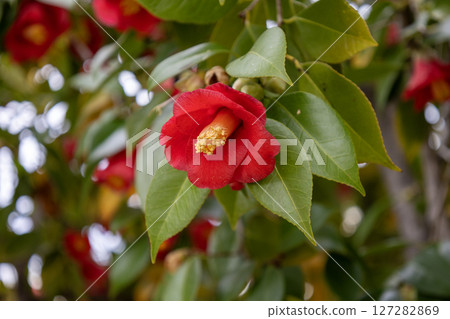 Red flower of camellia 127282869