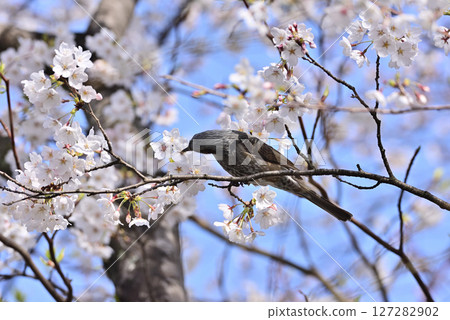 A brown-eared bulbul sucking cherry blossom nectar A brown-eared bulbul sucking cherry blossom nectar 127282902