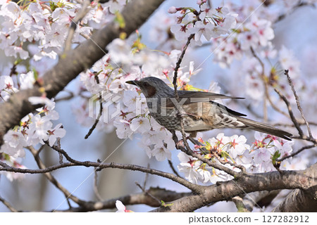 A brown-eared bulbul sucking cherry blossom nectar 127282912
