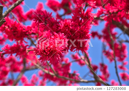 <Aichi Prefecture> Moricoro Park in spring: Japanese quince blossoms in full bloom <Aichi Prefecture> Moricoro Park in spring: Japanese quince blossoms in full bloom 127283008