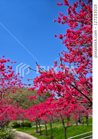 <愛知縣>春天的木瓜公園：木瓜花盛開 127283019