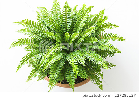 Potted fern with delicate, feathery fronds on a white background. Houseplant in pot. 127283127