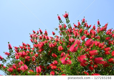 Bottlebrush (Myrtaceae) Evergreen small tree 127283288