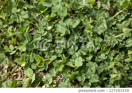 White clover leaf/clover 127283339