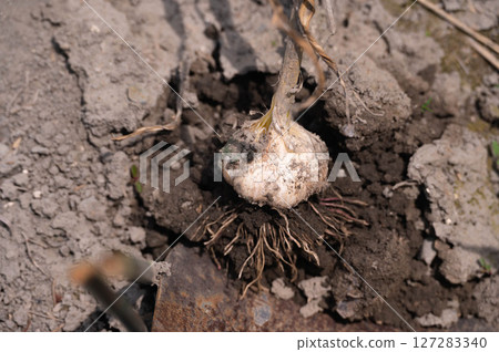 收穫的大蒜 收穫的大蒜 127283340