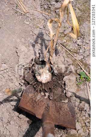 收穫的大蒜 127283341