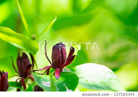 Kurobana Rubai Kurobana Rubai 127283343