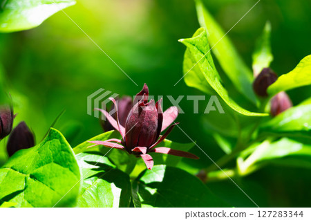 Kurobana Rubai Kurobana Rubai 127283344