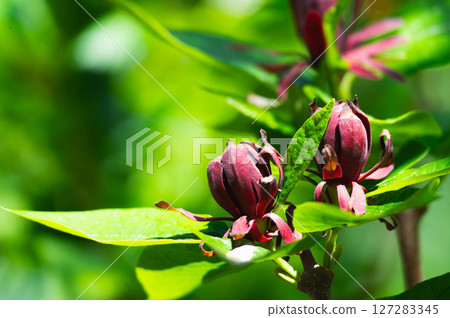 Kurobana Rubai Kurobana Rubai 127283345