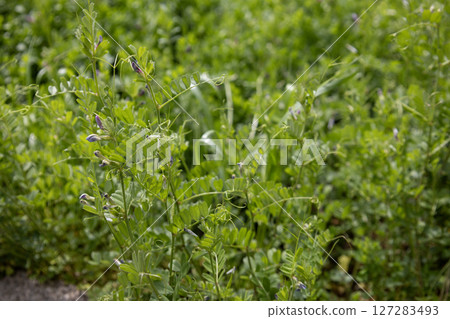 Yahazu end dwarf (crow bean pea) Yahazu end dwarf (crow bean pea) 127283493