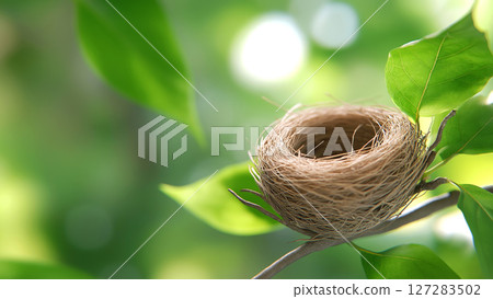 Empty bird nest resting on tree branch amidst lush green leaves 127283502