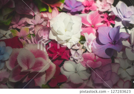 五顏六色的花朵 五顏六色的花朵 127283623