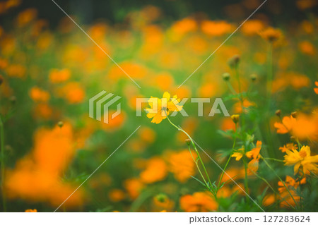 Fluffy Yellow Cosmos Fluffy Yellow Cosmos 127283624