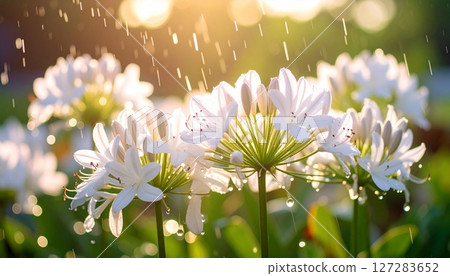 Rainy season - Agapanthus flowers wet with rain 127283652