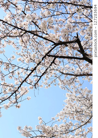 藍天下盛開的美麗櫻花 127283694