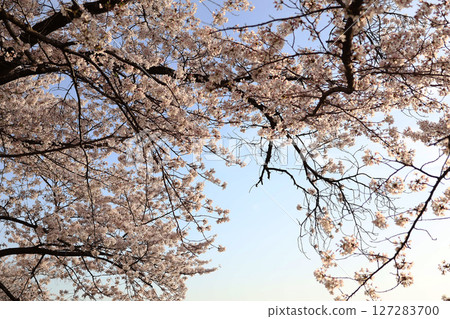 Beautiful cherry blossoms in full bloom under the blue sky 127283700