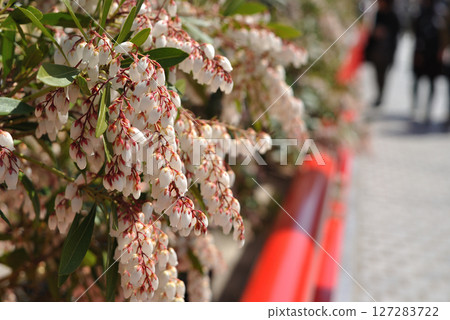 中山寺的琉球阿瑟比 127283722