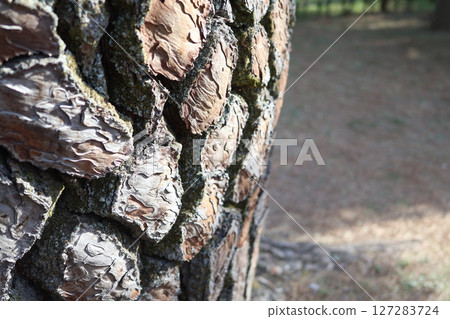 在陽光明媚的日子裡,一棵巨型松樹的特寫 在陽光明媚的日子裡,一棵巨型松樹的特寫 127283724