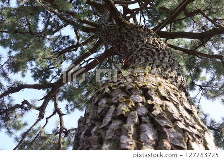 Close-up of a giant pine tree on a sunny day 127283725