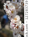 white plum blossom white plum blossom 127283739