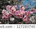Plum blossoms telling the arrival of spring Plum blossoms telling the arrival of spring 127283740