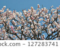 White plum shining in the blue sky White plum shining in the blue sky 127283741