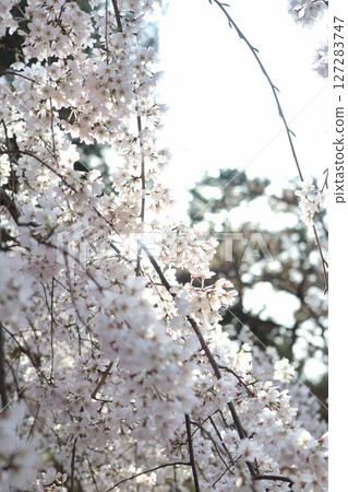 Cherry blossoms in full bloom, blooming beautifully in the backlight Cherry blossoms in full bloom, blooming beautifully in the backlight 127283747