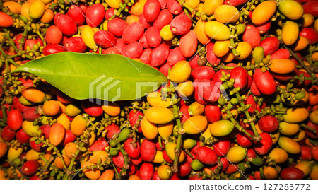 Fresh melinjo fruits in vibrant red, yellow, and green with attached stems and tiny blossoms. Indonesian traditional culinary ingredients. Fresh melinjo fruits in vibrant red, yellow, and green with attached stems and tiny blossoms. Indonesian traditional culinary ingredients. 127283772