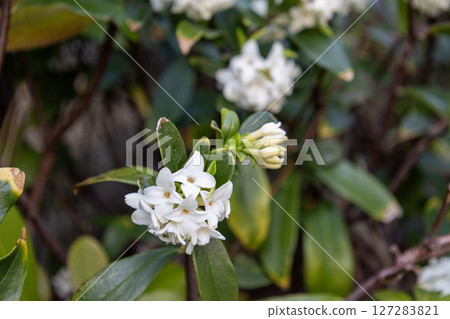 Shen flower flower 127283821